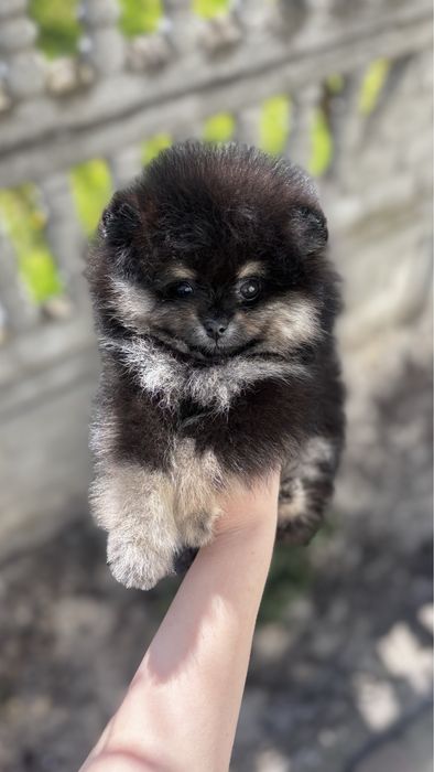 Красуня померашка