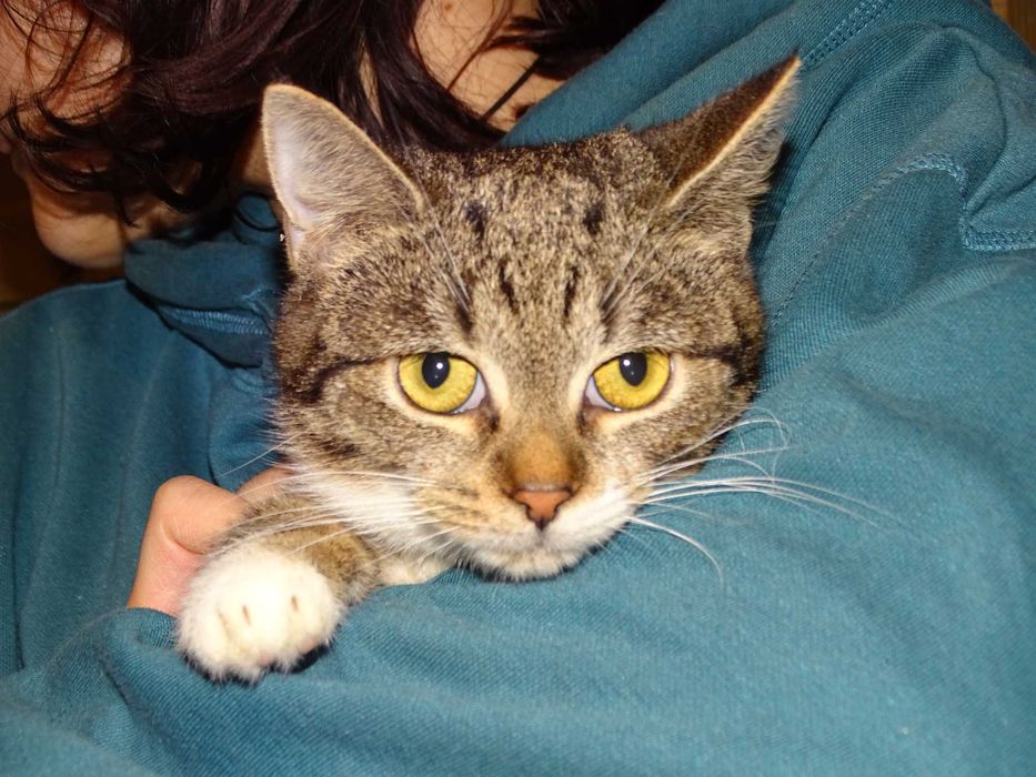 FIONA- bura, młoda kotka