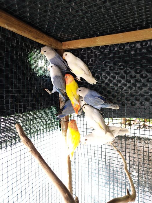 Aves exoticas para cedencia