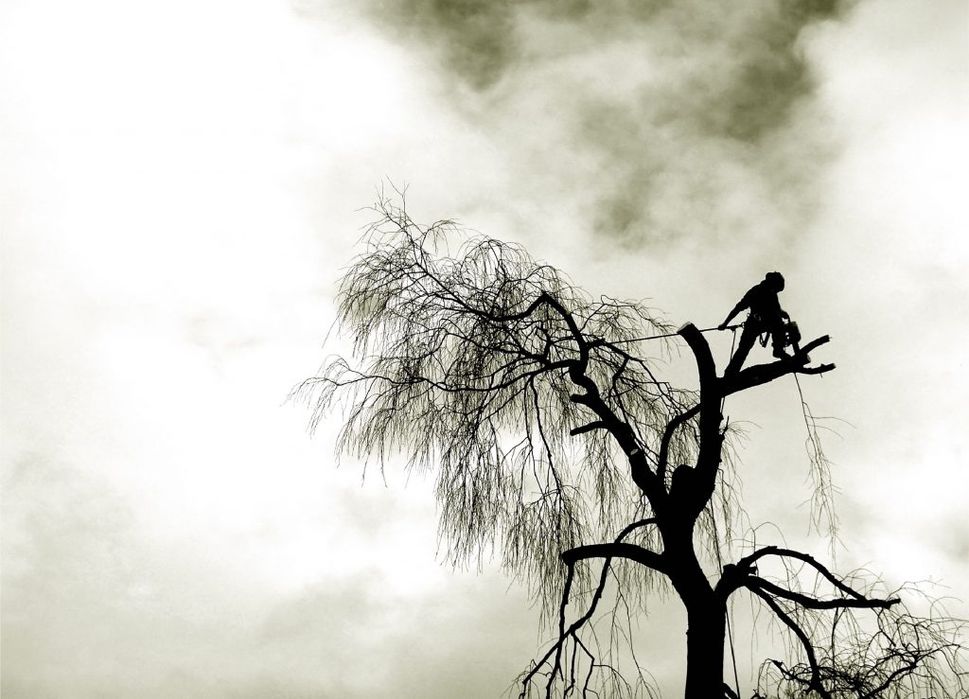 Зрізання аварійних дерев, арборист