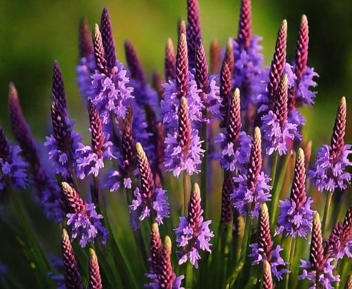 Kolekcjonerskie nasiona kwiatów i nie tylko.