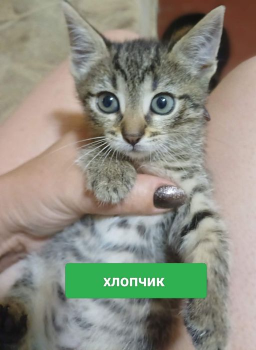 Малята шукають своїх мам!