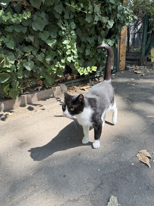 Срочно! Молодые котики (до 1 года) ищут дом до наступления холодов!