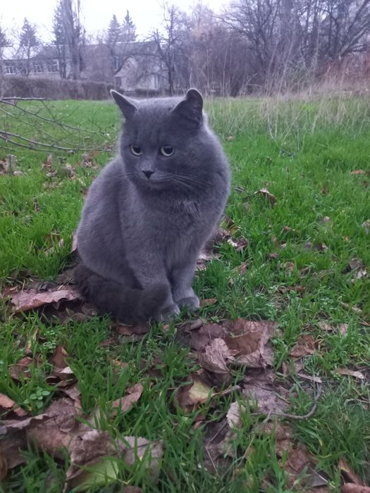 Молодий котик в найкращу сім'ю