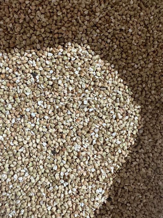 ЗЕЛЕНА ГРЕЧКА   25 кг(мішок) опт /роздріб ТМ "Багачанка"