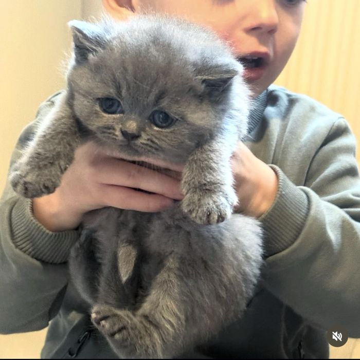 Шотландські прямовухі