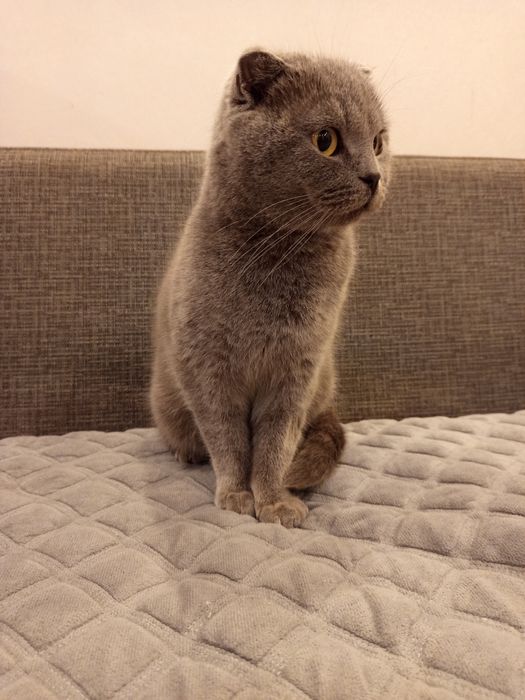 Не стерильная кошечка - голубая