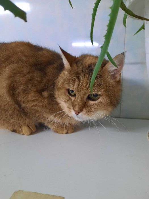 Особенная кисуля без хвоста Рыся ищет любящую семью