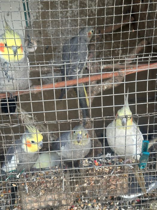 Caturras novas com 7 meses