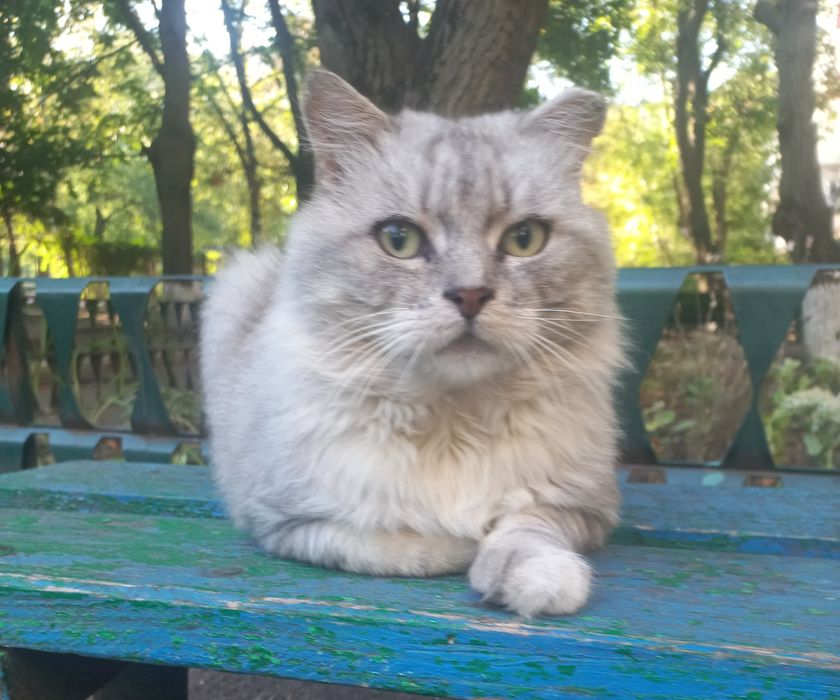 Жоржик в пошуках родини