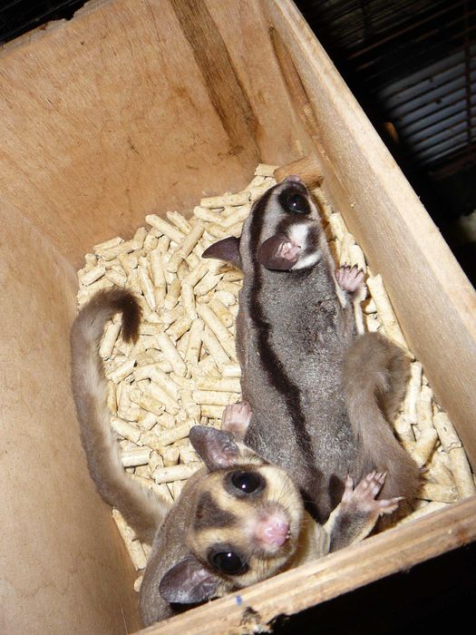 Lotopałanka karłowata lotopałanki parka standard