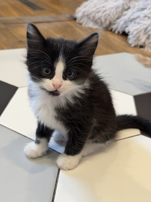 Котята 1,5 месяца