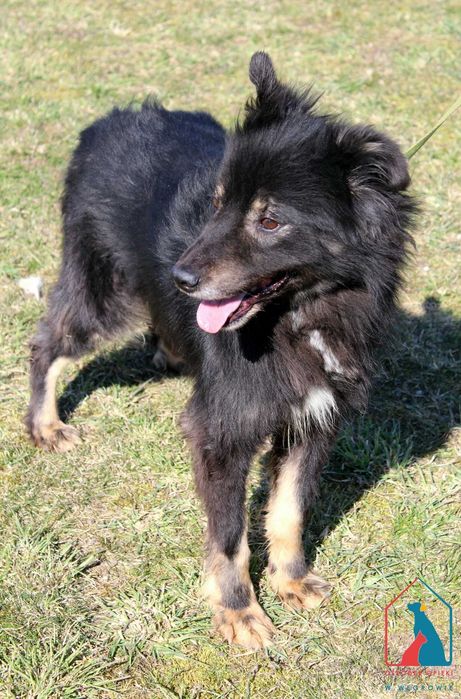 SPOKOJNY, przeuroczy, bardzo łagodny i subtelny - pokochaj Aldo