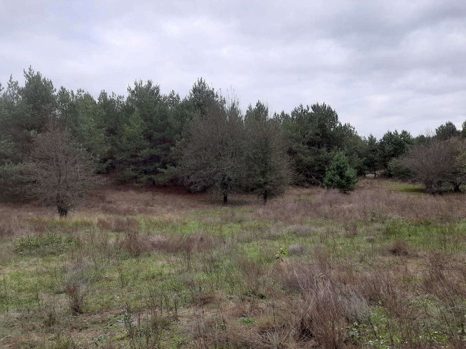 1Продається ділянка з Лісом