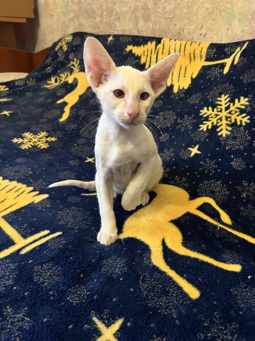 Ориентальный мальчик