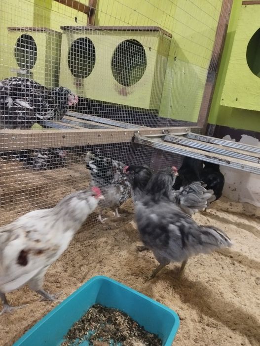 Півень Амераукан