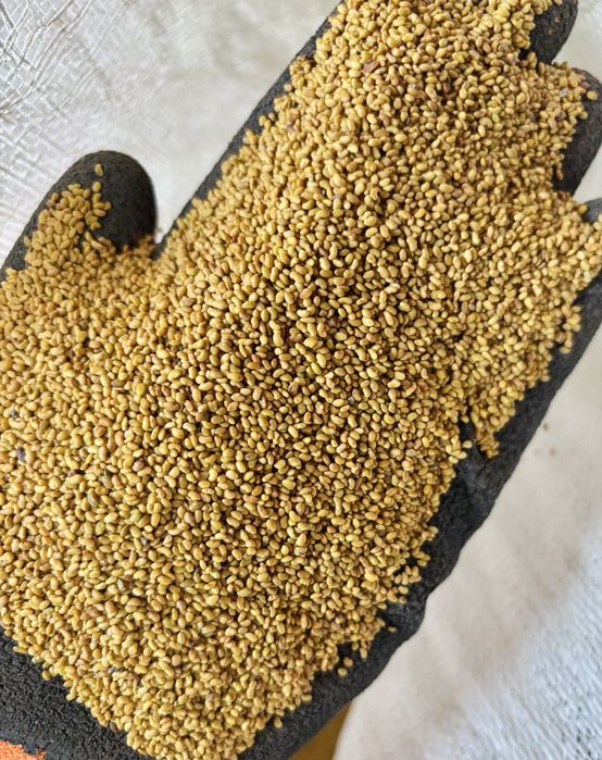 Mieszanka traw lucerna koniczyna gorzowska kupkówka festulolium trawa