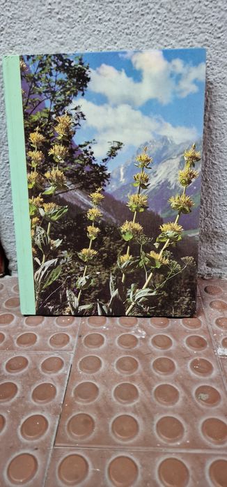 As plantas são nossas amigas