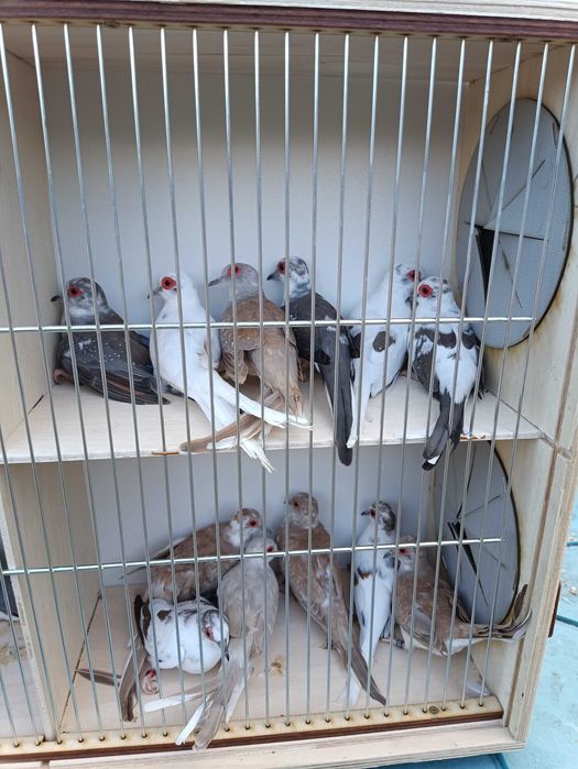 Ptaki,drobna egzotyka,kanarki, gołąbki