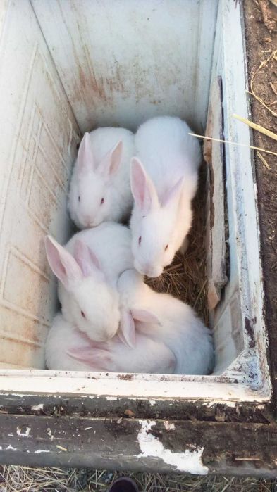 кролики   панони