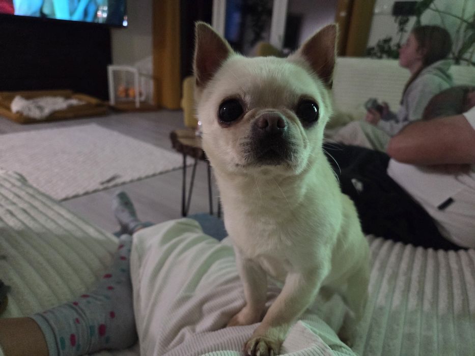 Chihuahua, chłopczyk