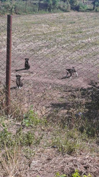 Віддамо в добрі руки цуценят