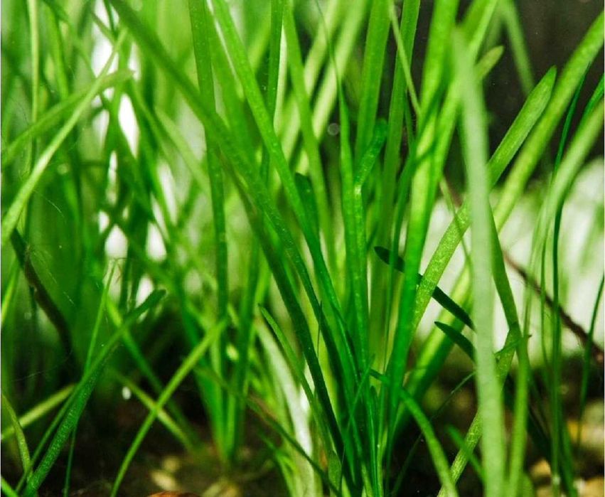 Vallisneria spiralis Tiger - Nurzaniec śrubowy Tygrys.