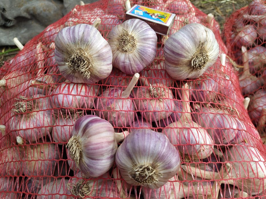 Часник Любаша 2+6+