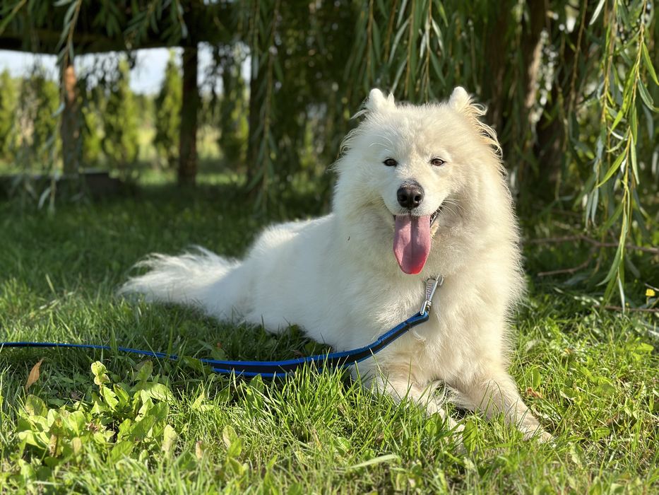 Dorosła suka Samoyed