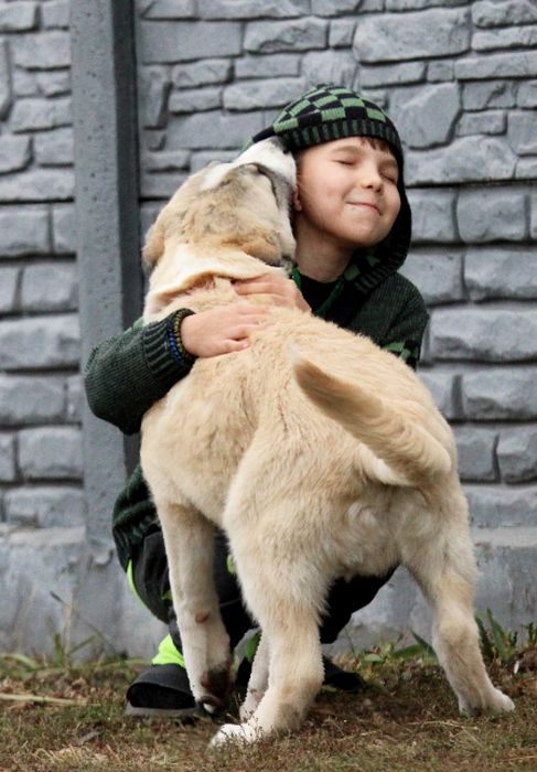 Кавказець-вовкодав.