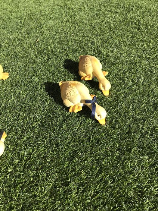 Comjunto de patos decorativos