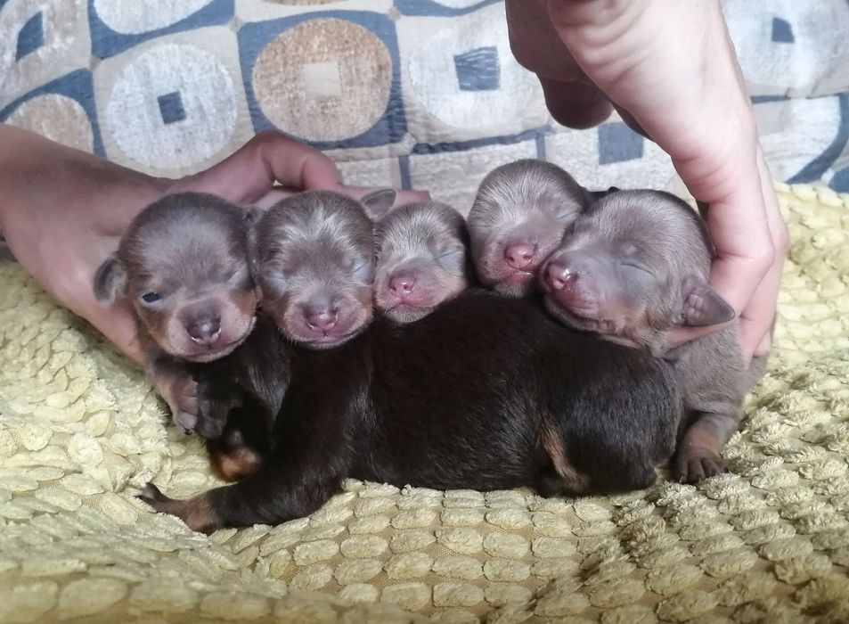 Вязка той терьер