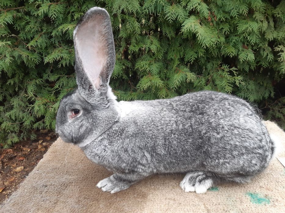 Olbrzym belgijski szynszylowaty