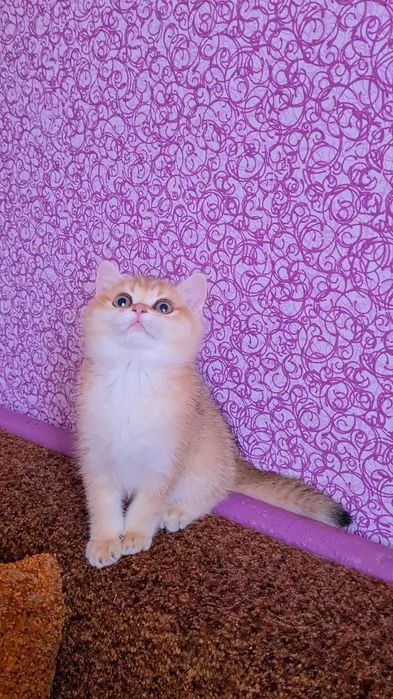 Куколка золотая шиншилла ny11