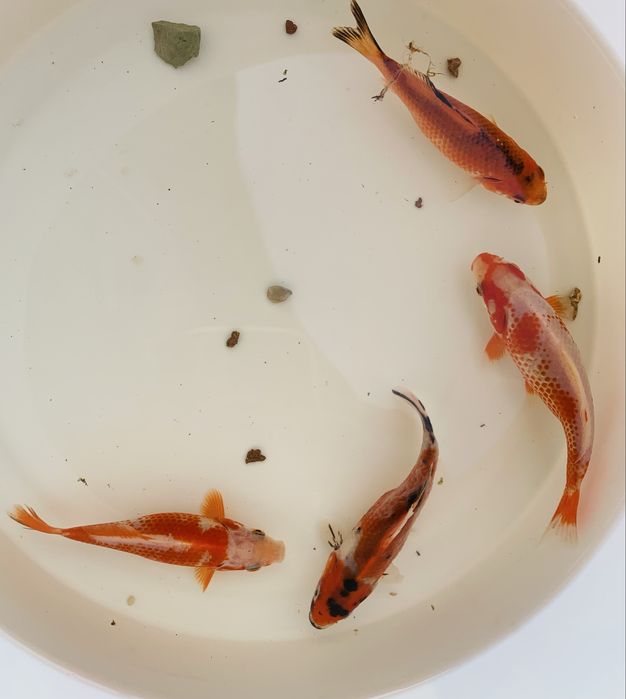 Karp Koi Kometa  -Ryba do Oczka Wodnego