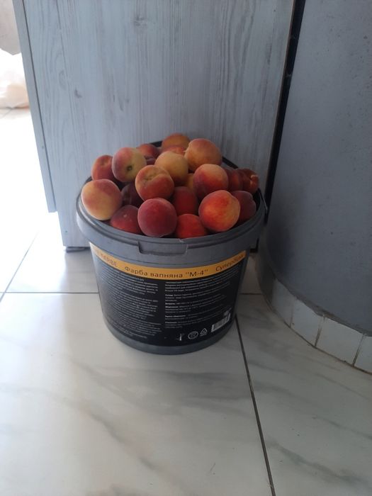 Продам саженці персика