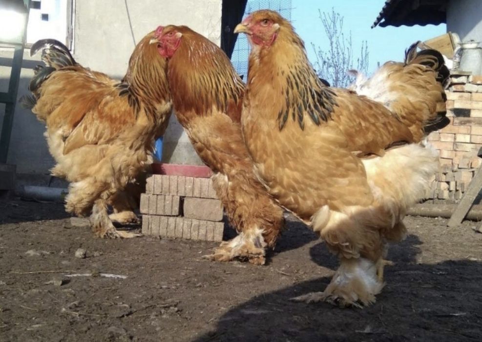 Яйцо инкубационная брама