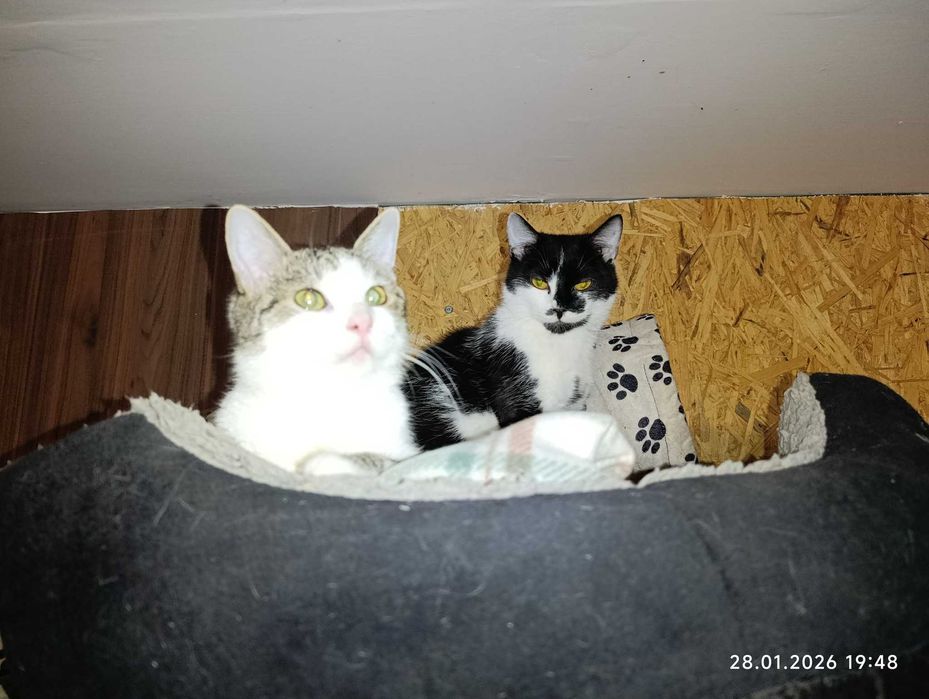 Dwaj bracia do adopcji..