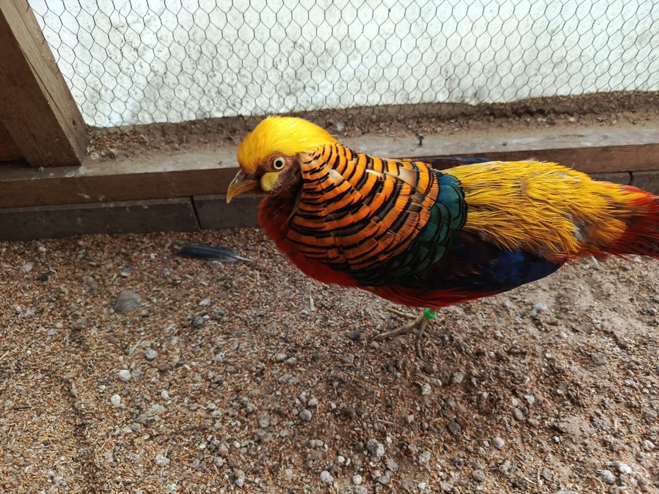 Bażant złocisty samczyk