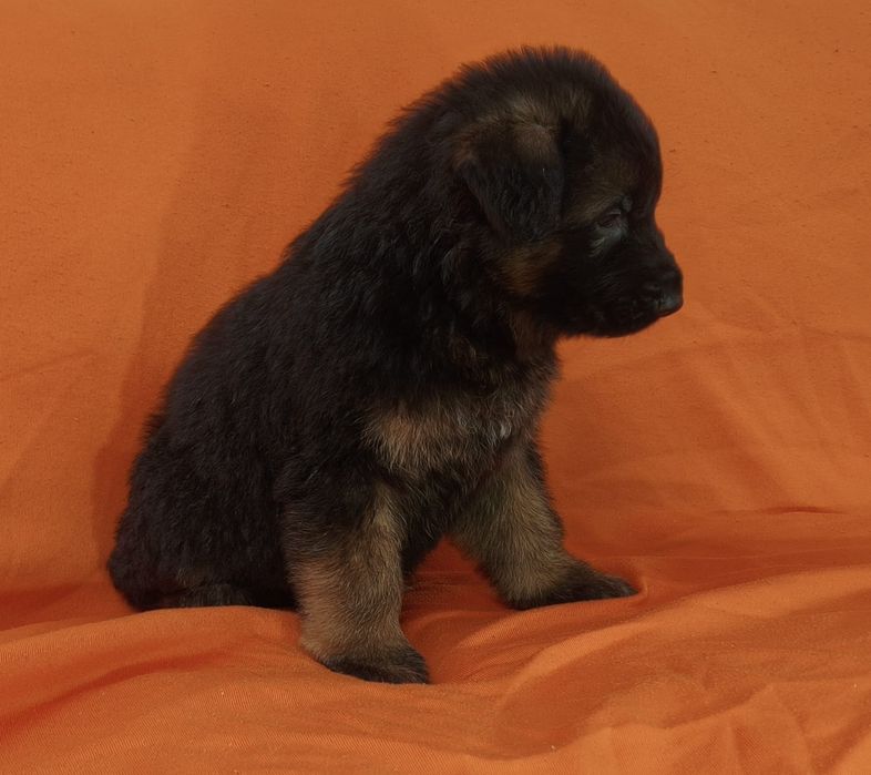 Vendo pastor alemão macho