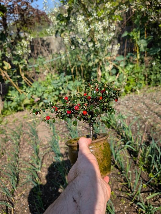 Bonsai Cotoneaster finding com 4 anos