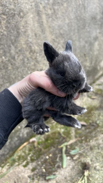 Coelhos para criacao ou consumo