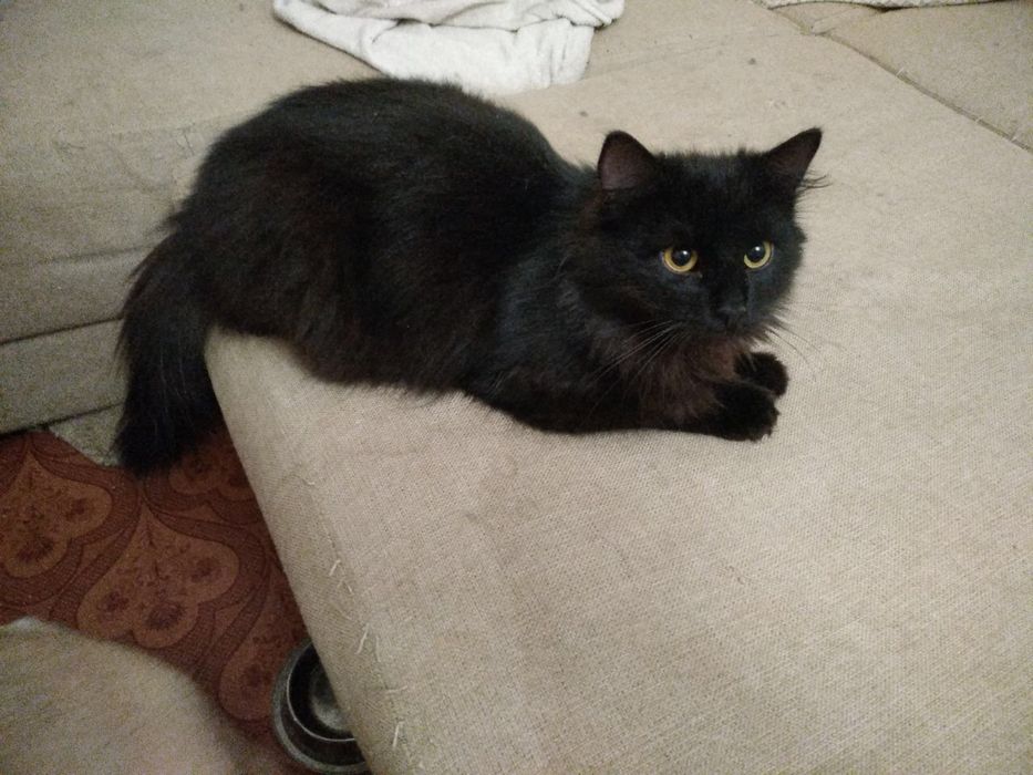 Пухнаста красуня чекає на своіх мам і тат