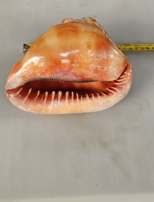 Cypraecassis rufa, морская мушля, ракушка.