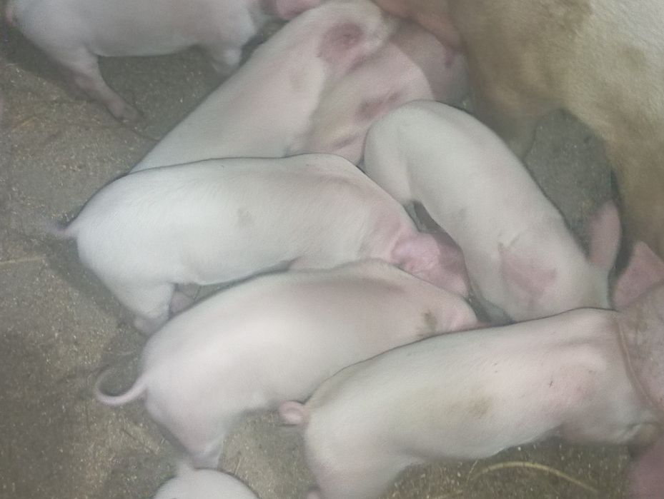 Продам хороших поросят