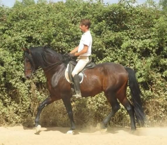 Garanhão lusitano pontuado