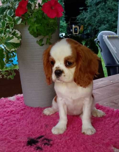 Cavalier King Charles Spaniel