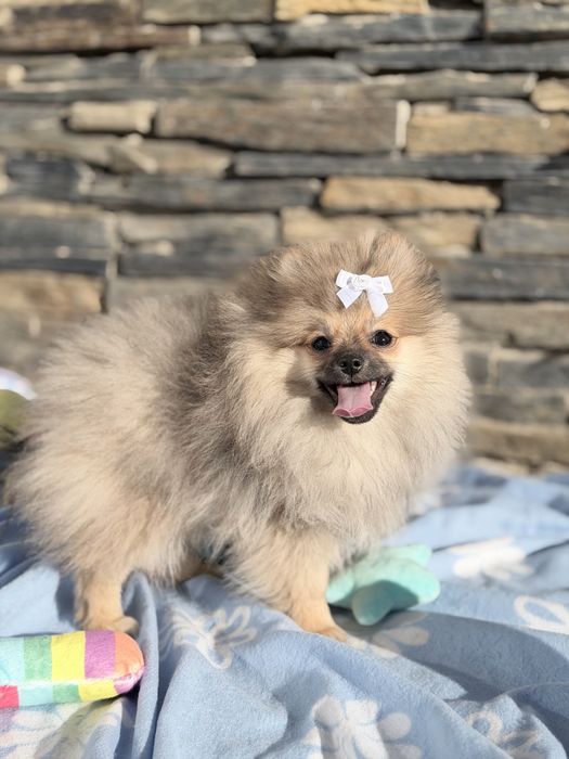 Lulu da Pomerânia menino Micro Miniatura com Lop e Afixo