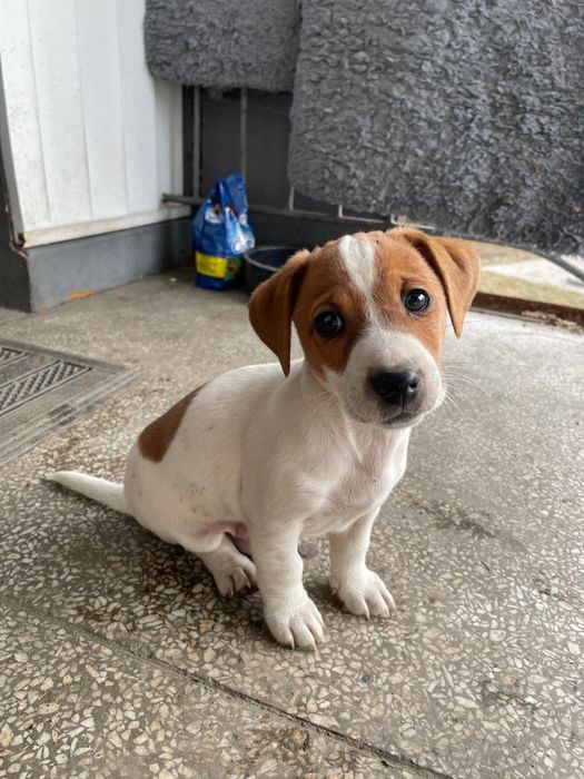 Jack russell terrier szczeniaki