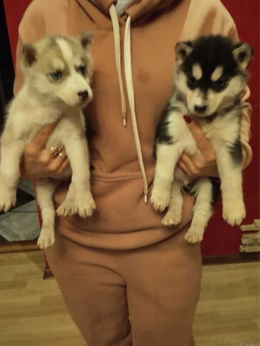 Продам цуценят Сибірської Хаскі